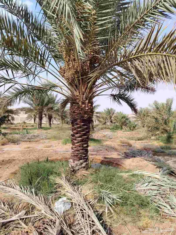 نخل مثمر نقايل صغيره وكبيره حسب الطلب انواع كثيره وفاخره 3