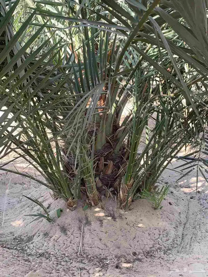 مصطفى بيع جميع انواع النخل البلد واشنطن والعشب الطبيعي 0