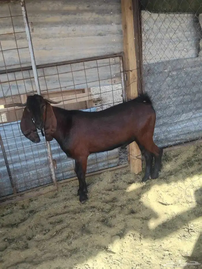 4 تيوس مقفله 2