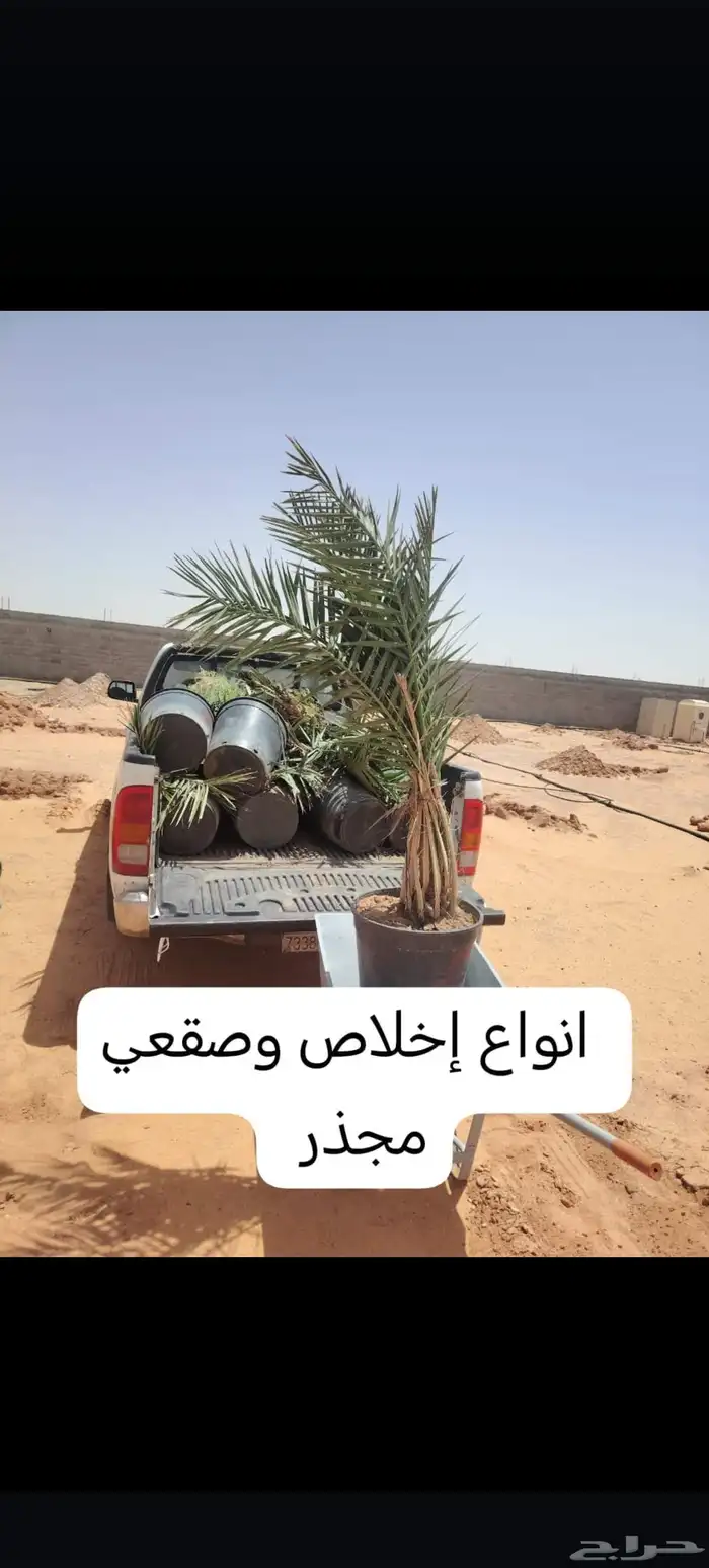 نخيل  البيع مجذر وفسايل بجميع انواعها ومقاساته التوصل 05079 2