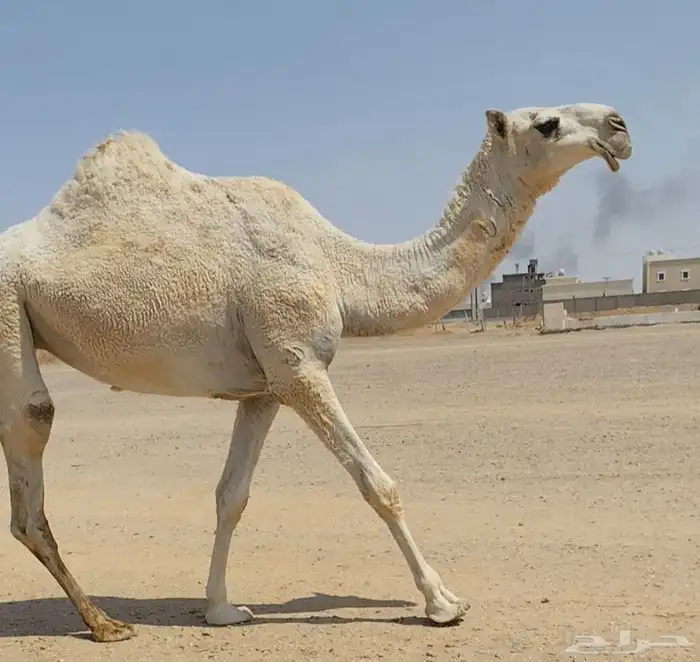 بكره وضحى كفو كفو 0
