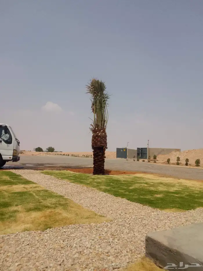 نخل مثمر نقايل صغيره وكبيره حسب الطلب انواع كثيره وفاخره 4