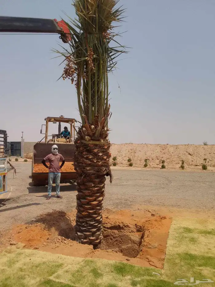 نخل مثمر نقايل صغيره وكبيره حسب الطلب انواع كثيره وفاخره 0