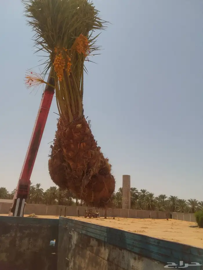 نخل مثمر نقايل صغيره وكبيره حسب الطلب انواع كثيره وفاخره 1