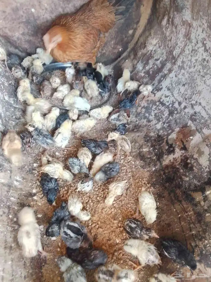 دجاجه اصليه ام الفروخ هذه كلها 5