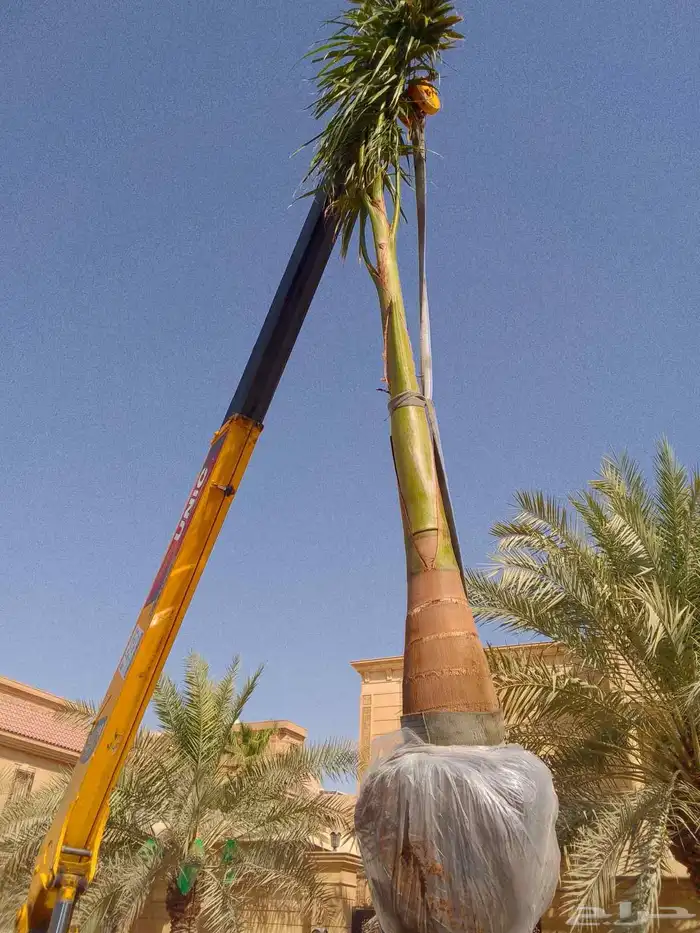نخل مثمر نقايل صغيره وكبيره حسب الطلب انواع كثيره وفاخره 7