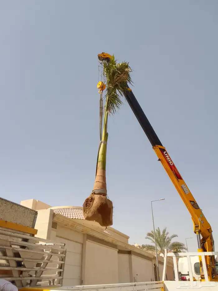 نخل مثمر نقايل صغيره وكبيره حسب الطلب انواع كثيره وفاخره 6