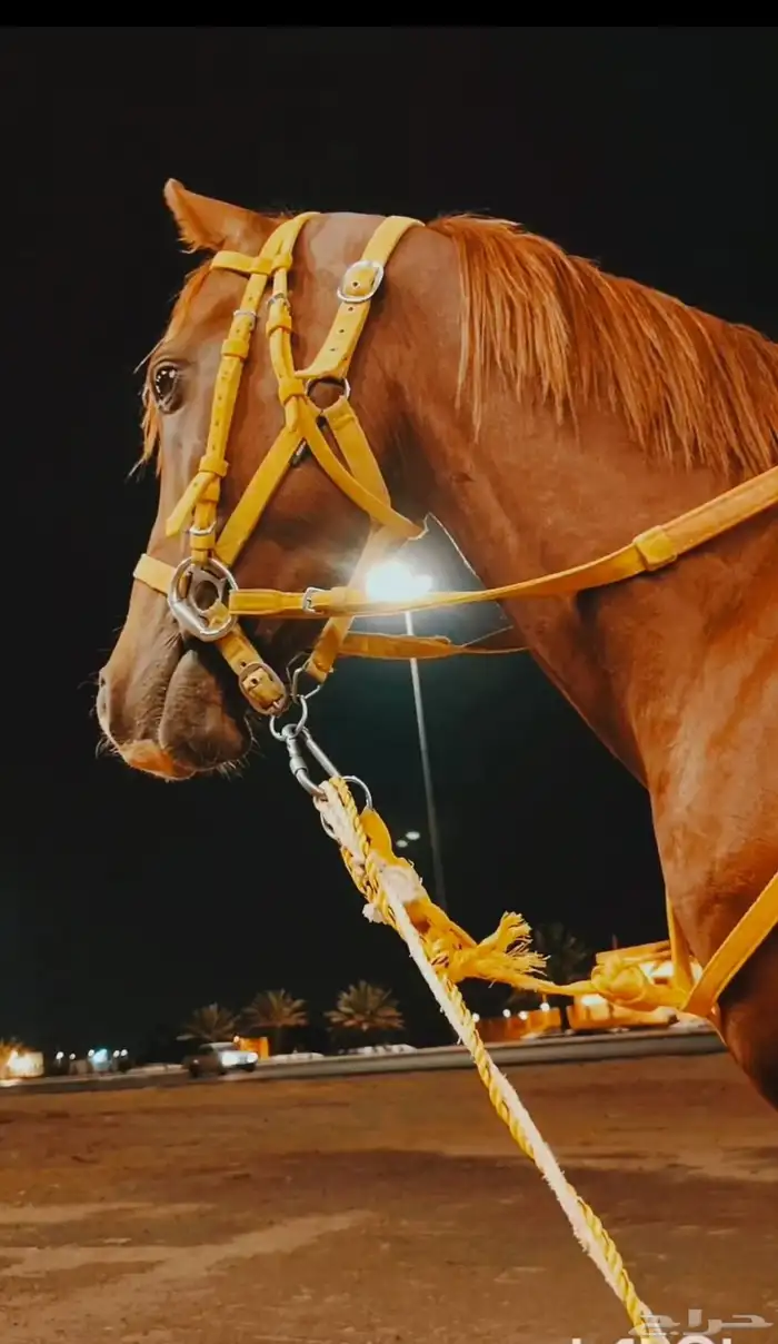 سلام عليكم يوجد لدينا اجار خيل و جمال وسيسي يوم اسبوع شهر 8