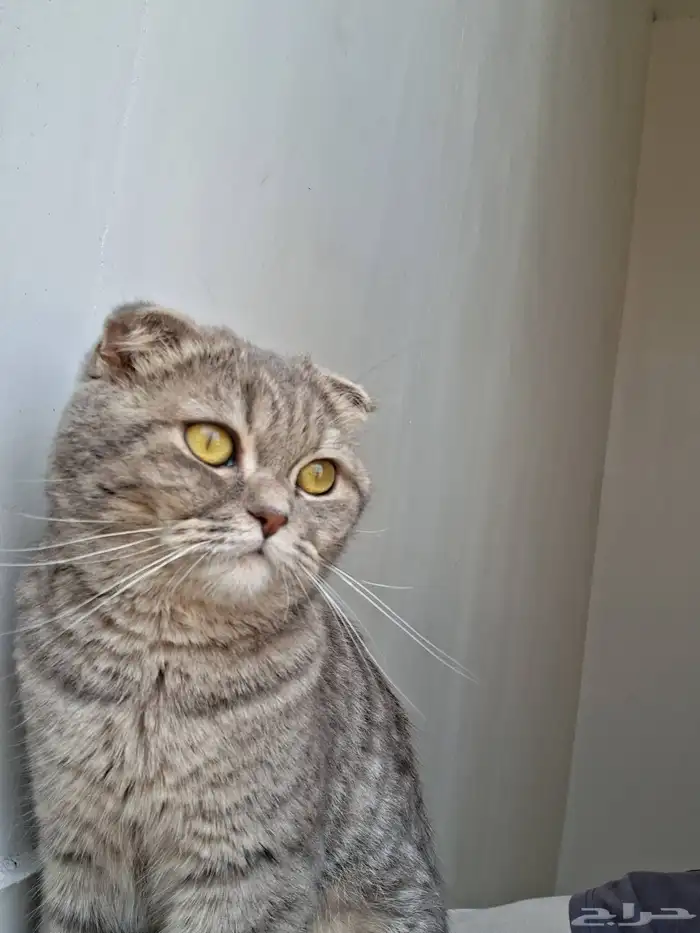 ذكر وانثى سكوتش فولد 1