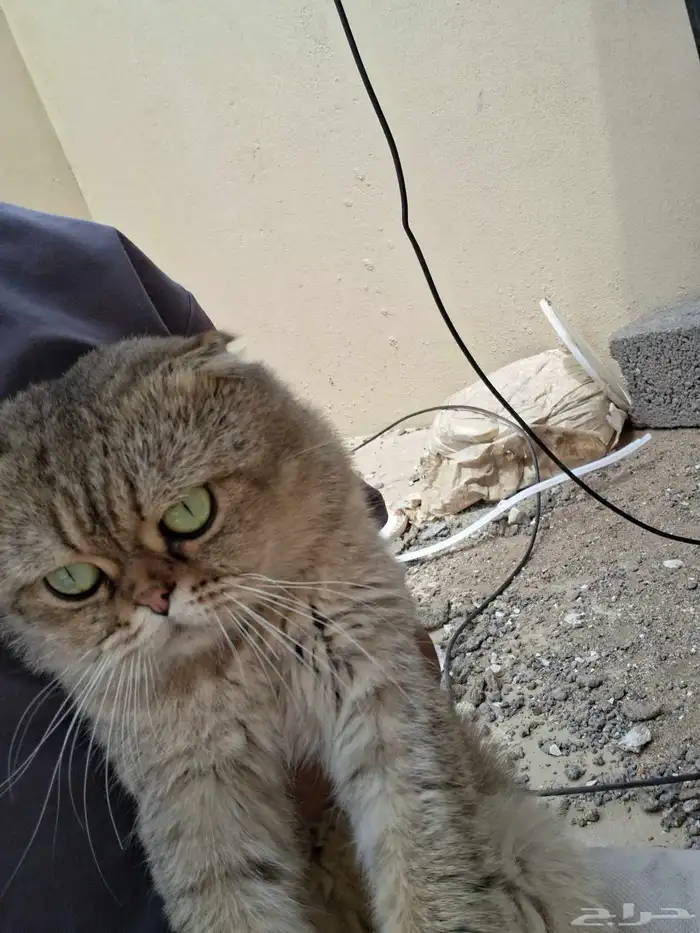 ذكر وانثى سكوتش فولد 0
