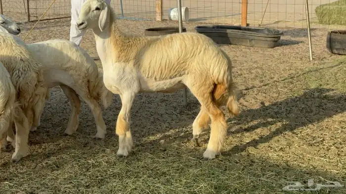 رخال حريات جدعات طيبه صنف الصنف طيبه جرام 3