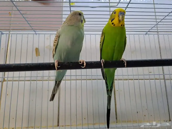 طيور الحب ما شاء الله تبارك الله 2