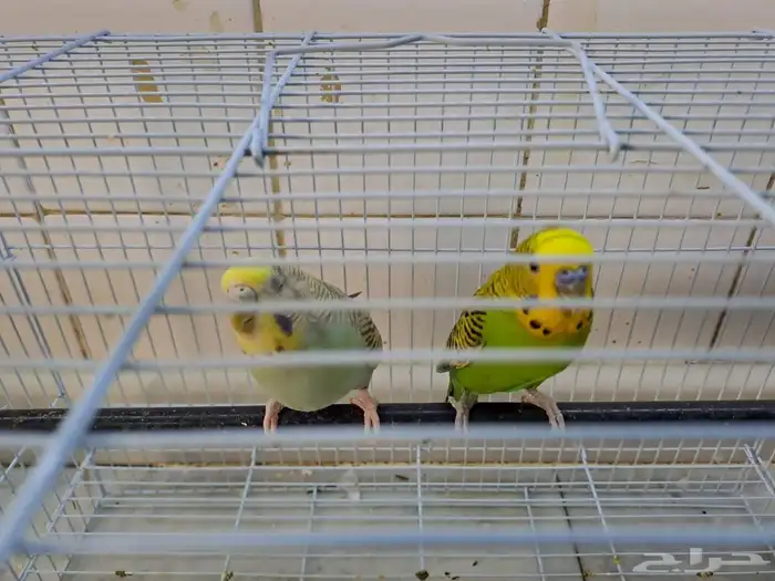 طيور الحب ما شاء الله تبارك الله 1