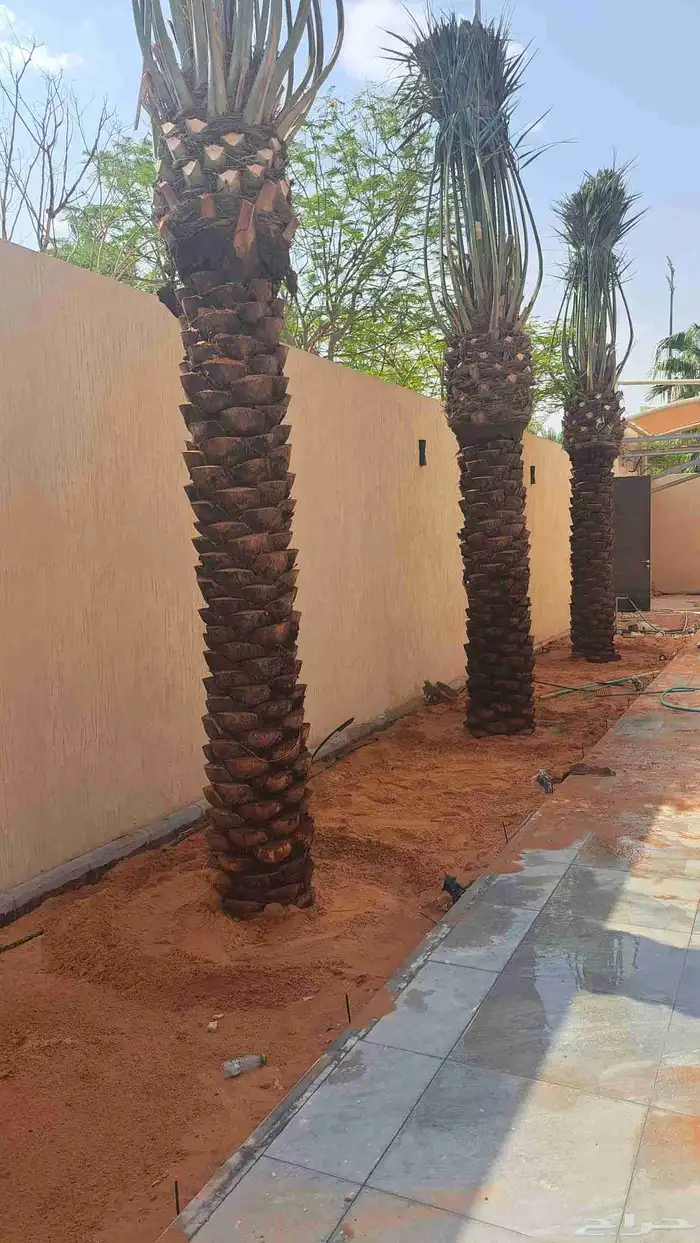 مزارع نخيل 1