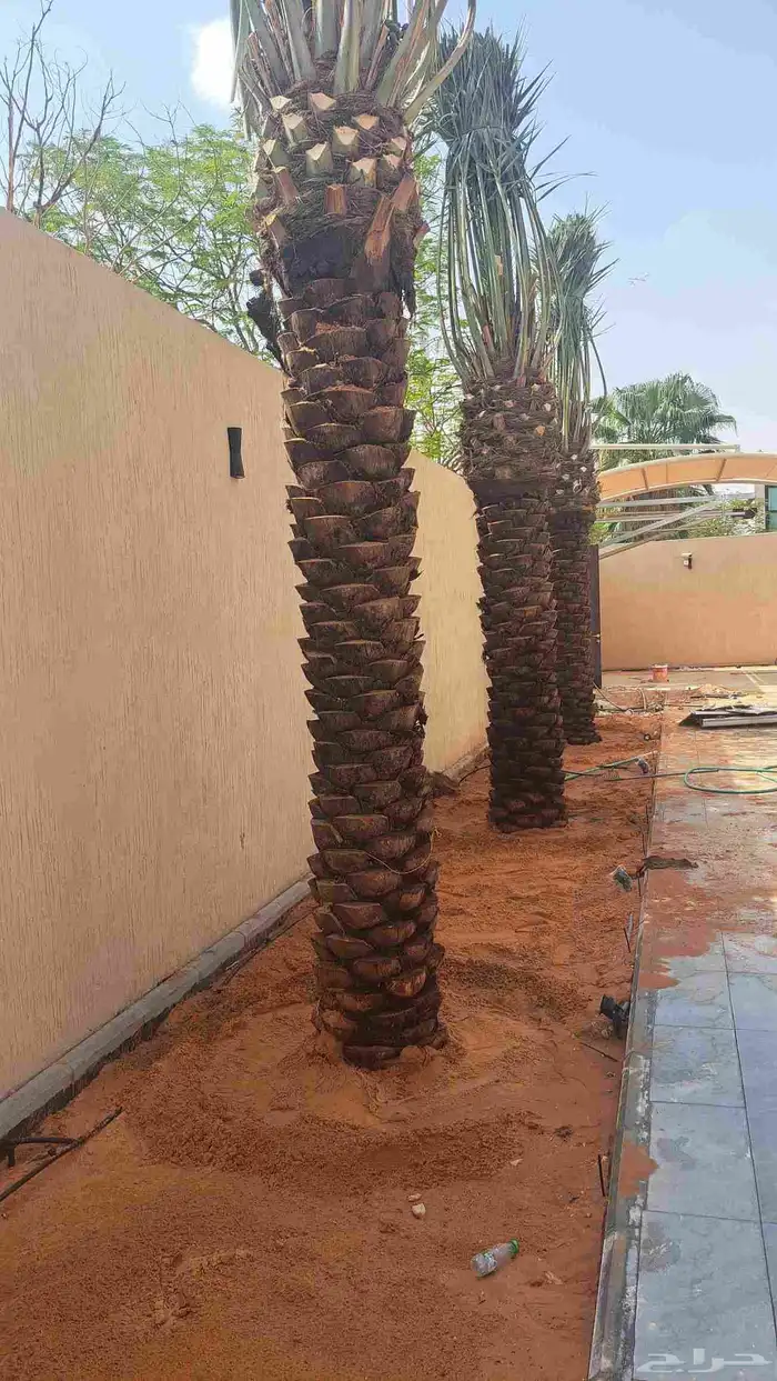 مزارع نخيل 0