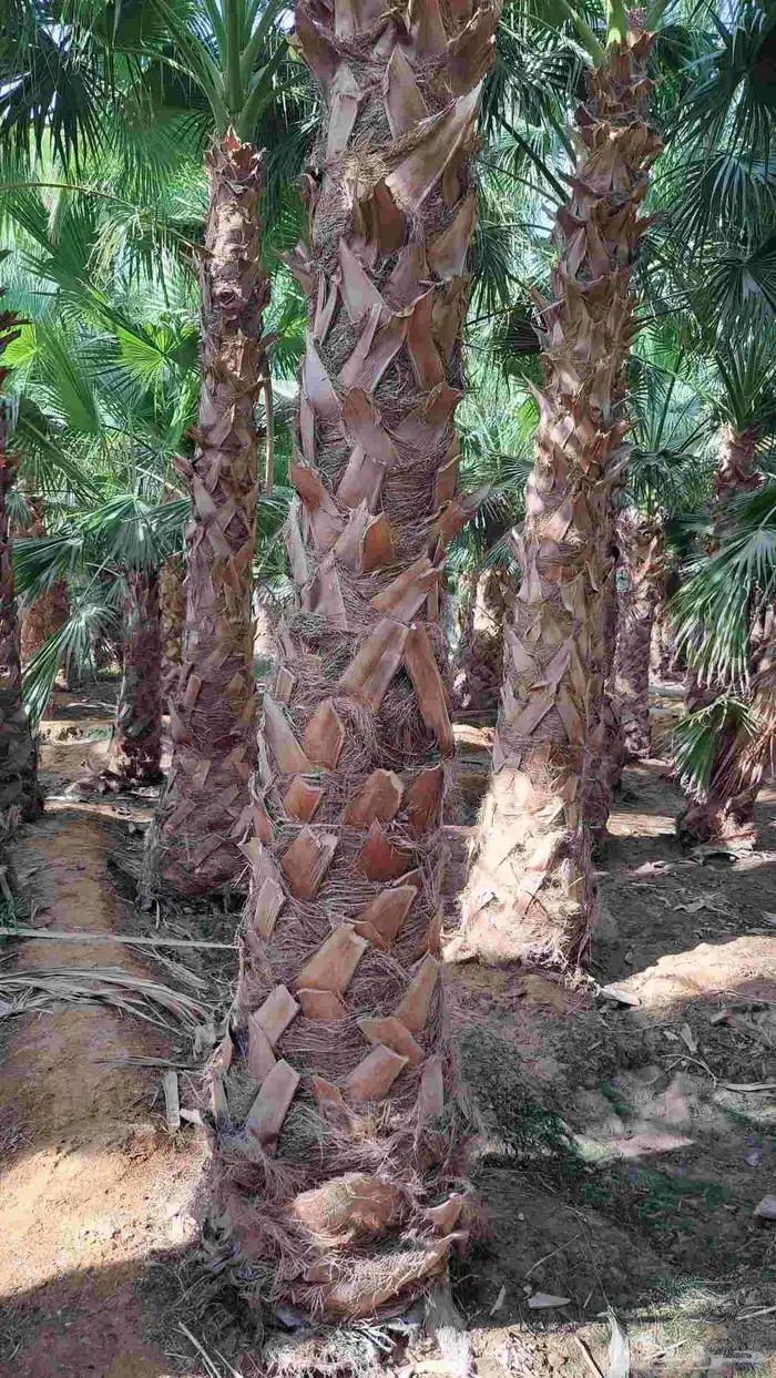 مزارع نخيل 3