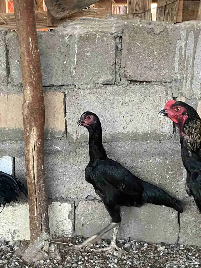 دجاج شامو يباني 2