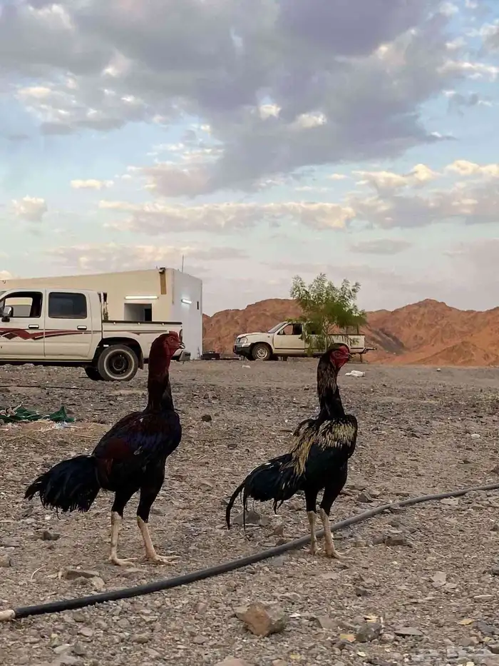 دجاج شامو يباني 1