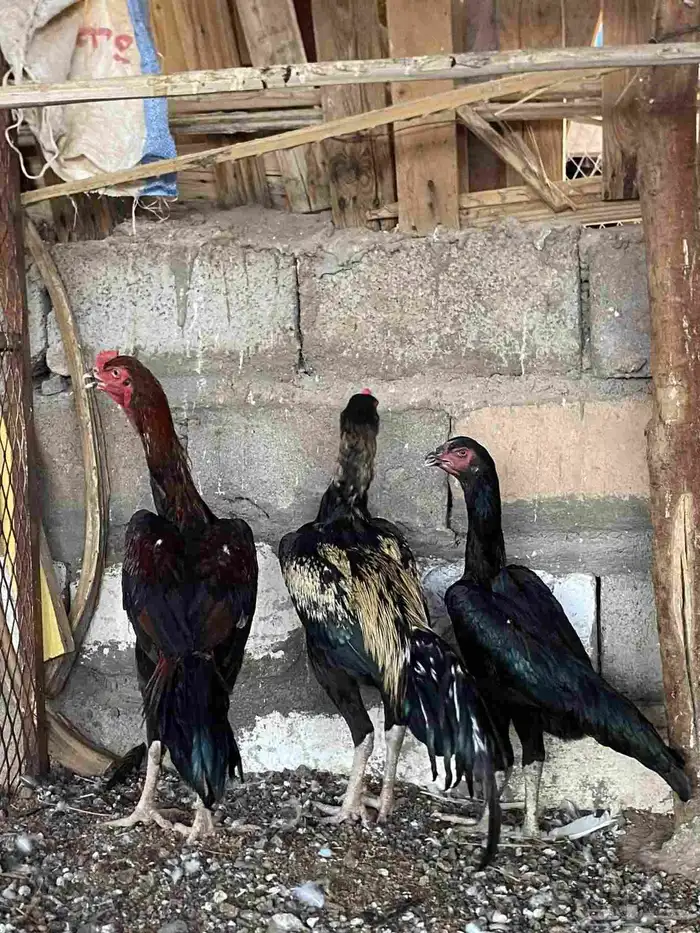 دجاج شامو يباني 5