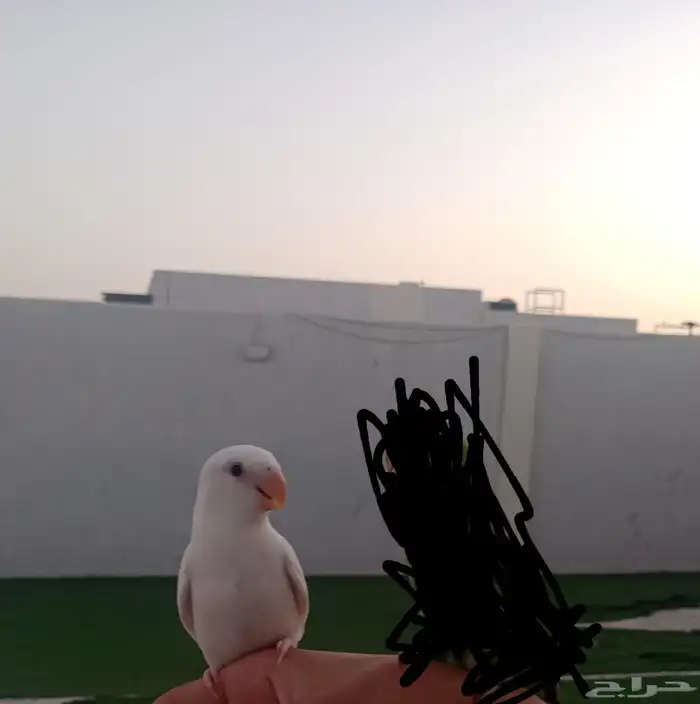 طير روز مفقود 0