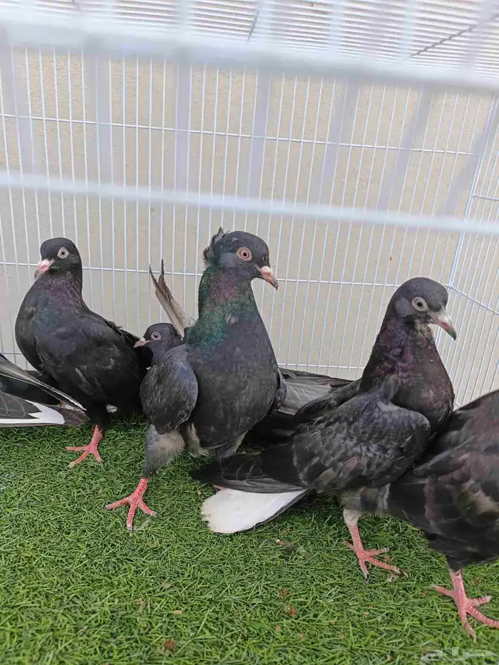 طبات قطايف مذيلات 1