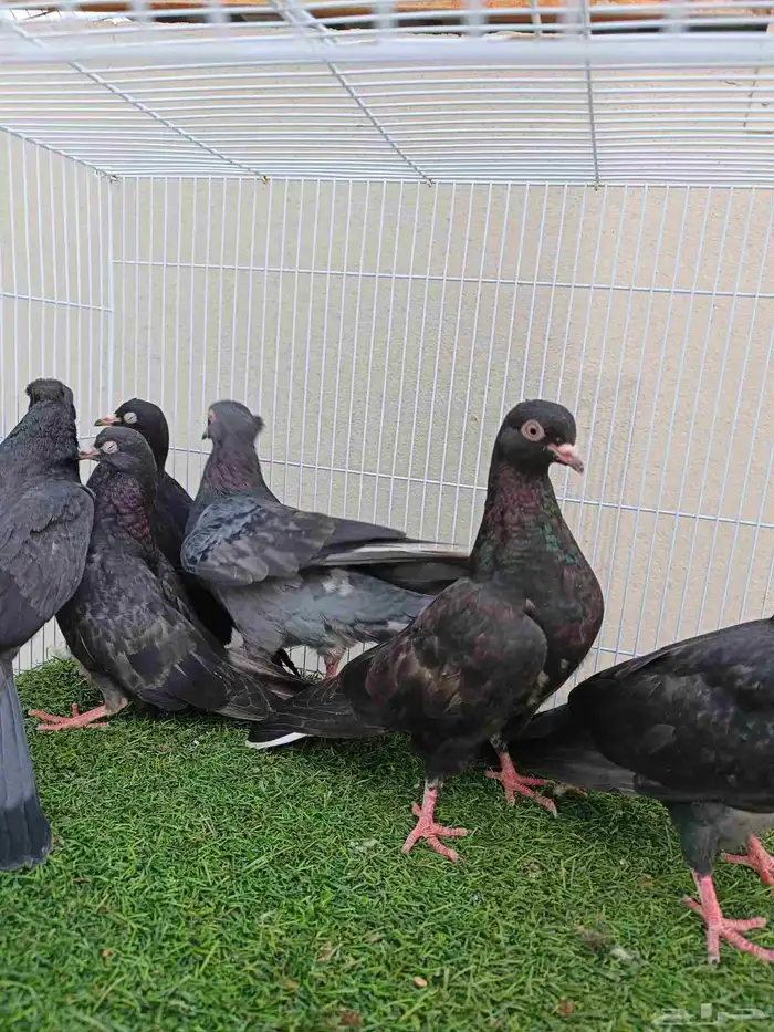 طبات قطايف مذيلات 0