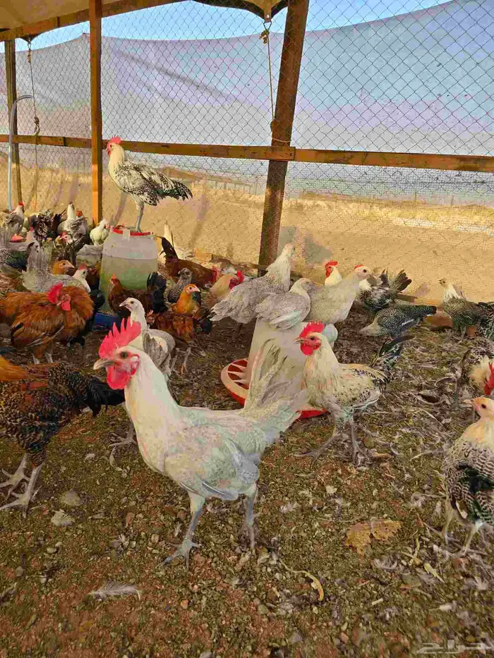 ديوك للبيع العدد 150 6