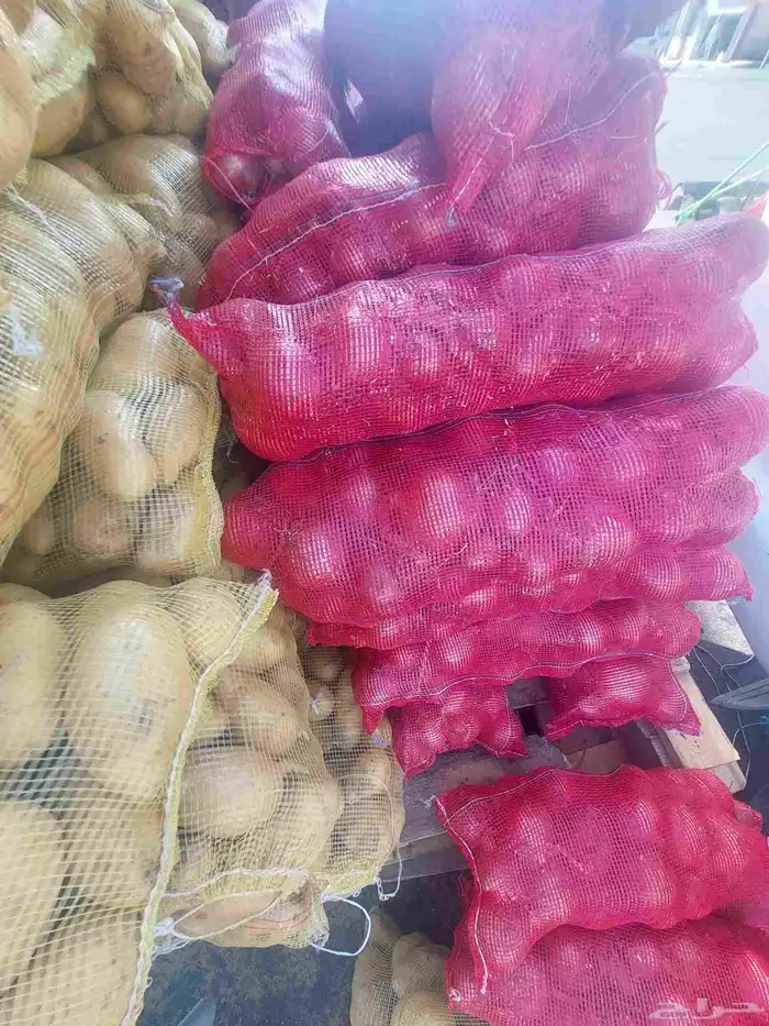 بطاط حجم جانبو وبصل بذر يمني 5