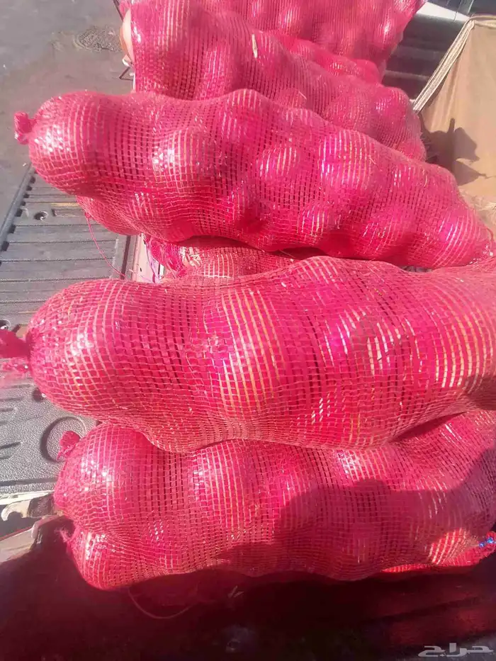 بطاط حجم جانبو وبصل بذر يمني 3