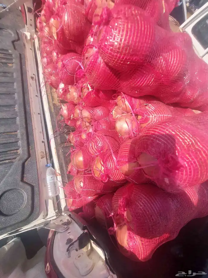 بطاط حجم جانبو وبصل بذر يمني 2