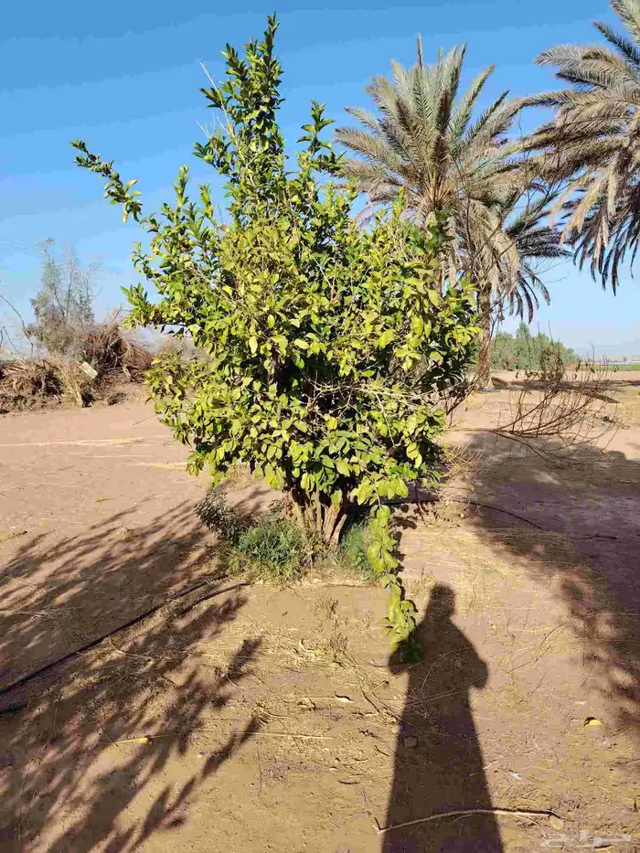 يوجد لدينا أشجار ونخيل 1