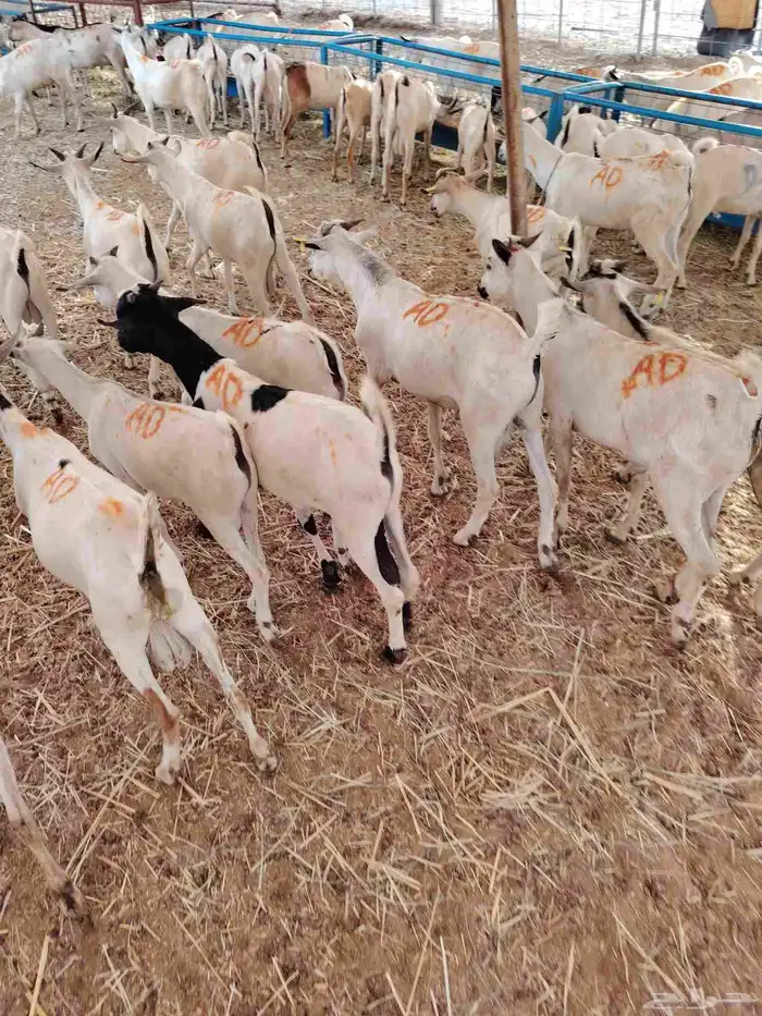 تيوس صومالية جذعان وثنيان ممتااازة للبيع في مكة 4
