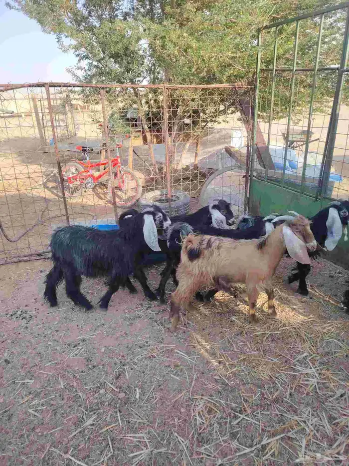 تيوس مخاصي 5