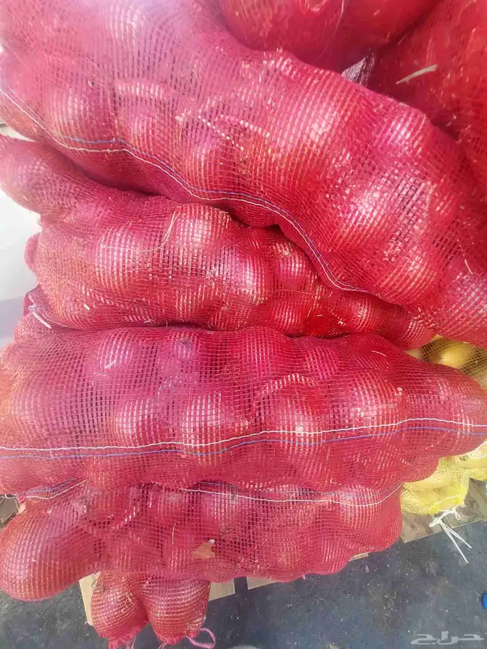بطاط حجم جانبو وبصل بذر يمني 1