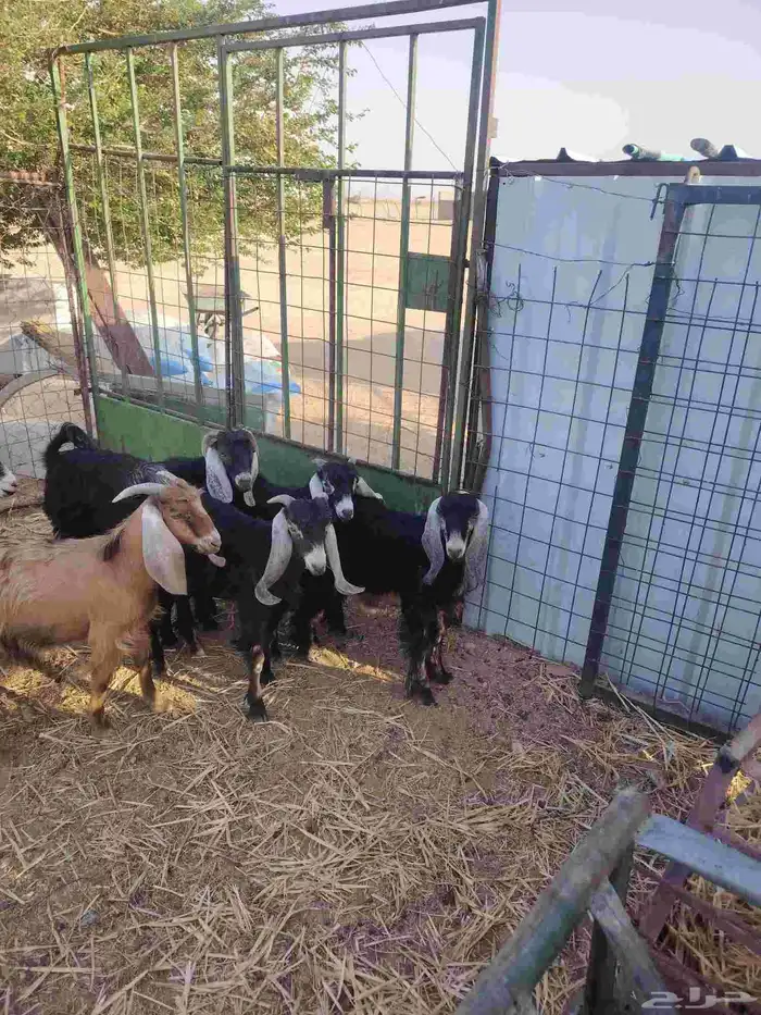 تيوس مخاصي 3