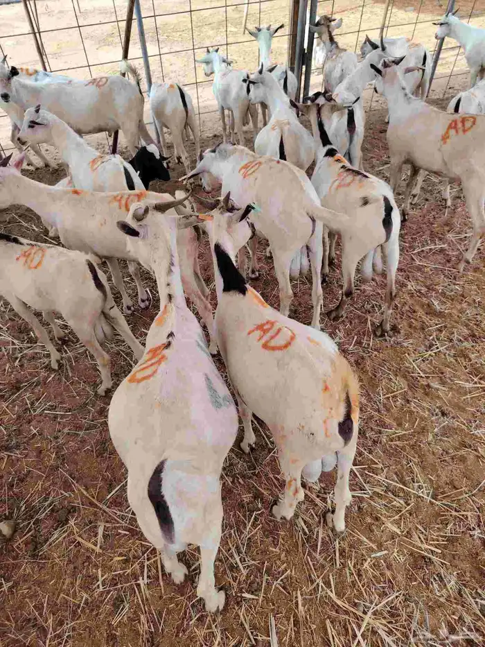 تيوس صومالية جذعان وثنيان ممتااازة للبيع في مكة 0