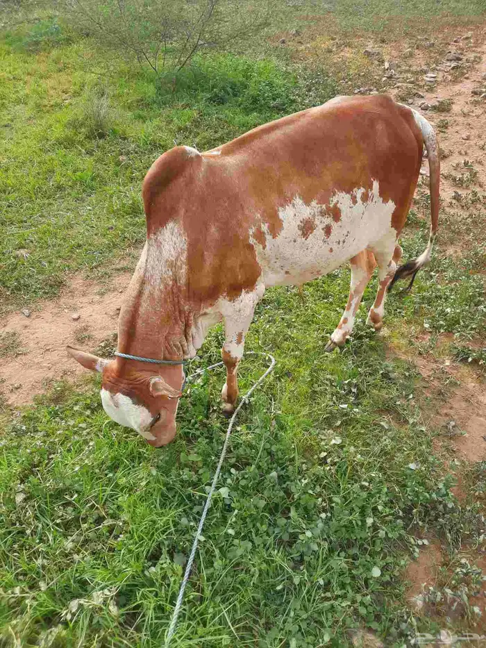 عجل للبيع سليم من الامراض عمره سنه 0
