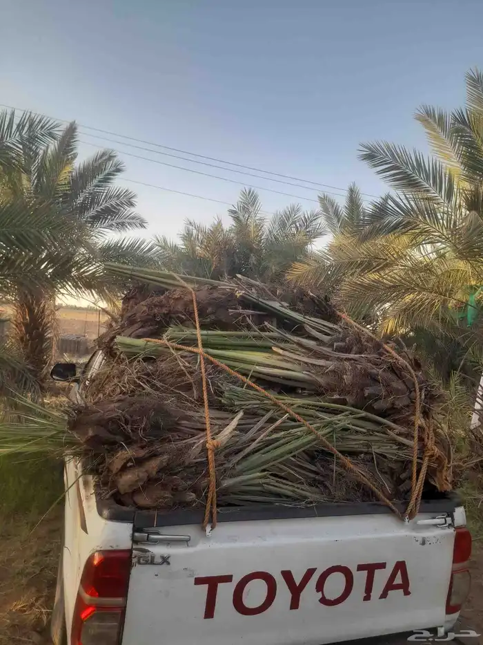 قلع وغرس وتوريد جميع انواع انخيل 1