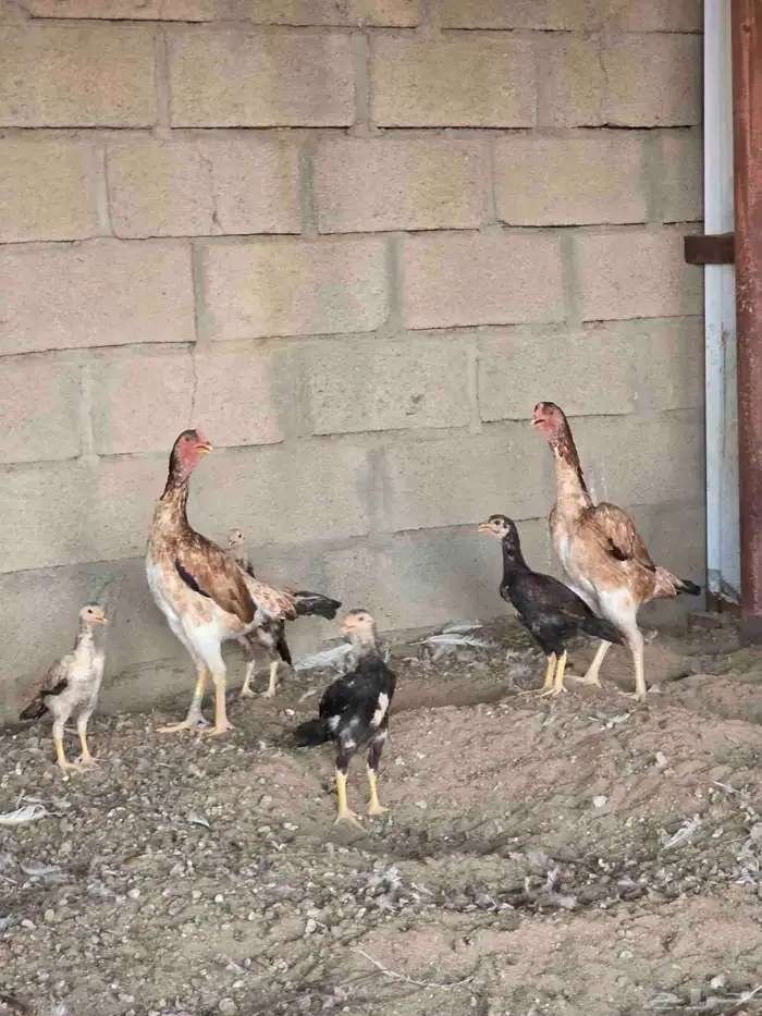 دجاج شامو مستويات عاليه 0