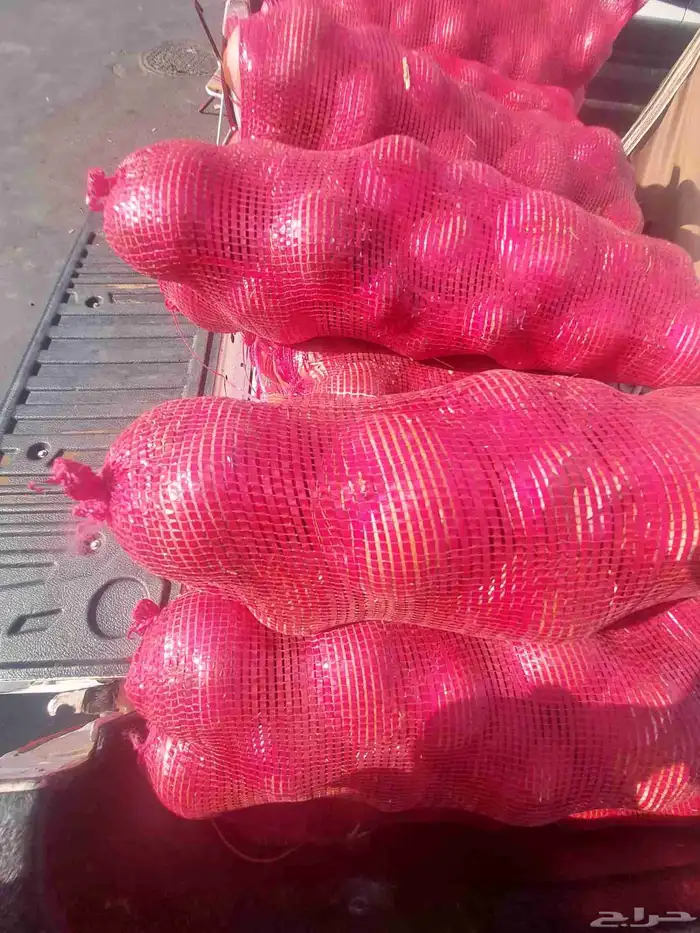 بطاط حجم جانبو وبصل بذر يمني 4