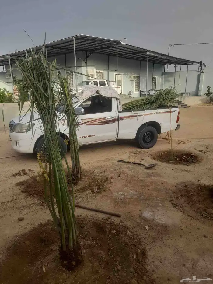 قلع وغرس وتوريد جميع انواع انخيل 2
