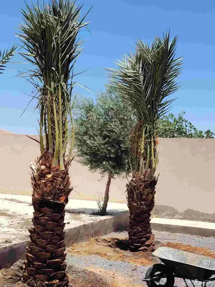 يوجد لدينا أشجار ونخيل 2