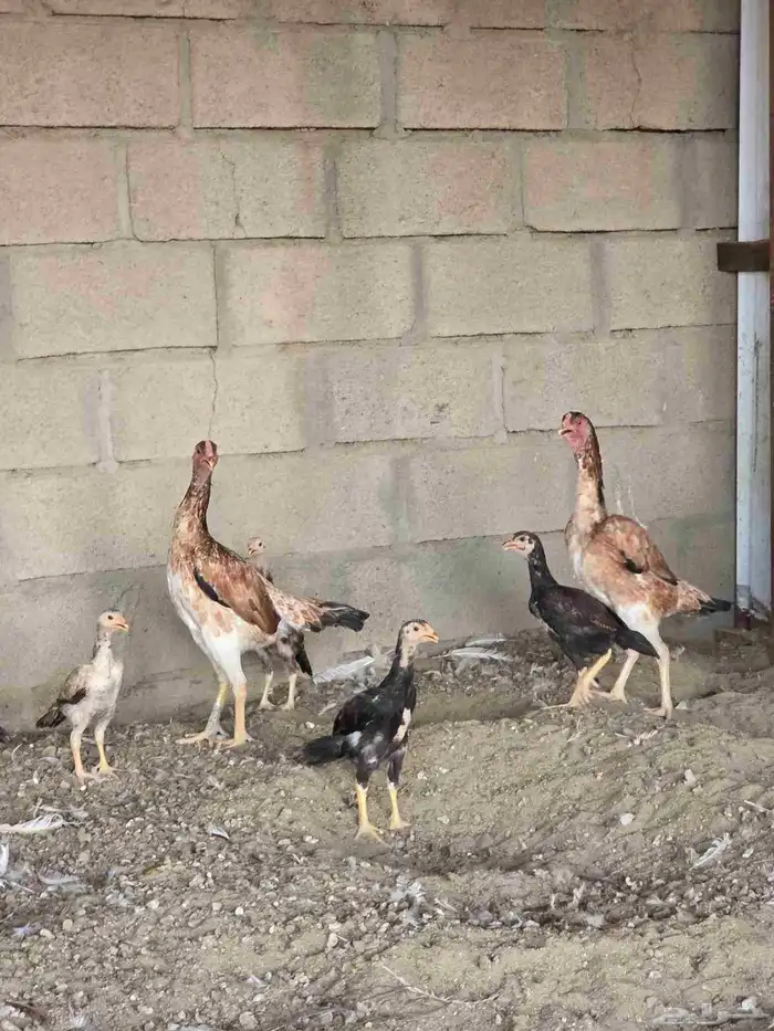 دجاج شامو مستويات عاليه 1