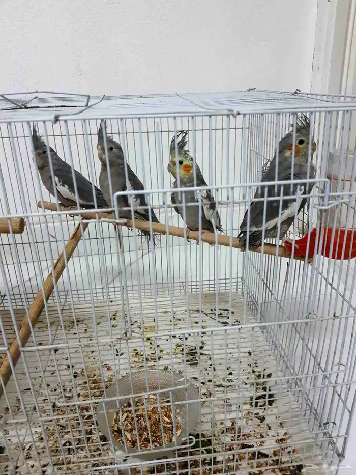 4 طيور كروان 0