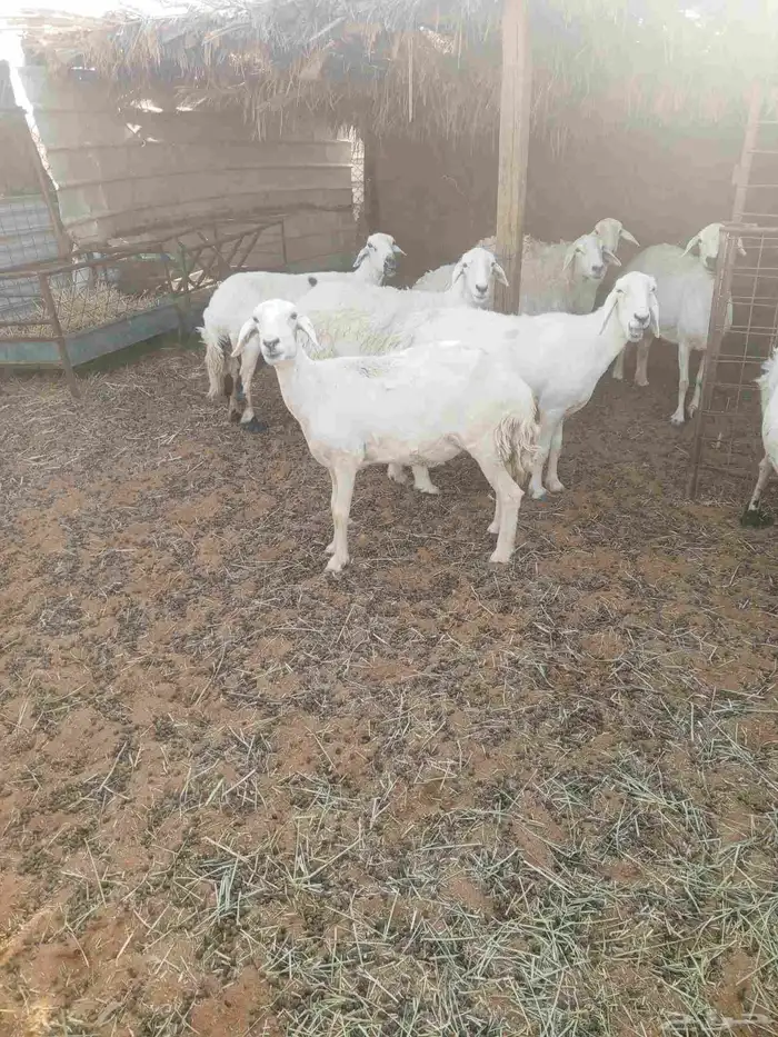 حريه دافع 2
