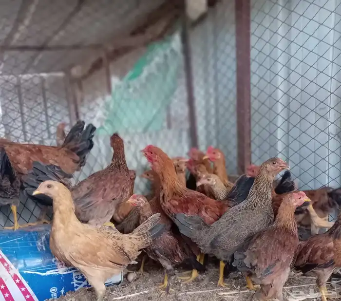 البيع دجاج 0