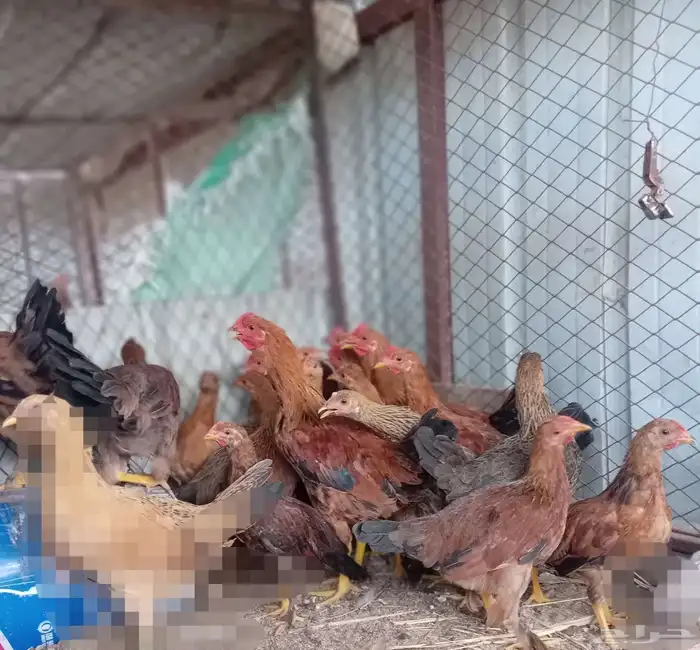 البيع دجاج 1