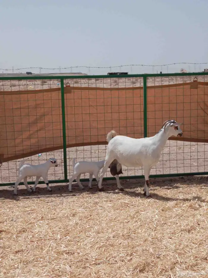 عنز بيشيه كحلا صنف معها 2 تم البيع 1