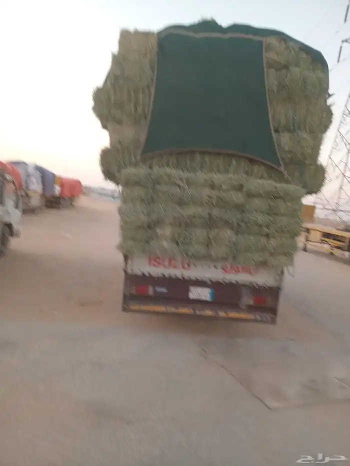 الرياض. رودس. طيب. مره. العدد. 203. حبه 0