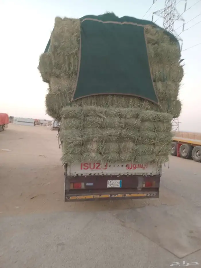 الرياض. رودس. طيب. مره. العدد. 203. حبه 1
